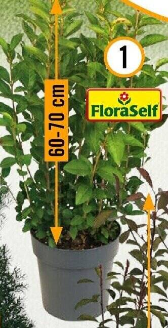 FloraSelf Ovalblttriger Liguster Angebot bei Hornbach
