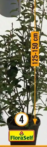 Hornbach FloraSelf Glanzmispel ,,Red Robin" Angebot