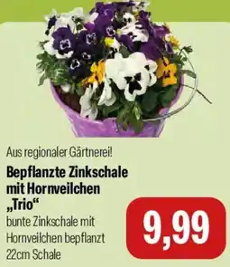 Feneberg Bepflanzte Zinkschale mit Hornveilchen „Trio“ Angebot