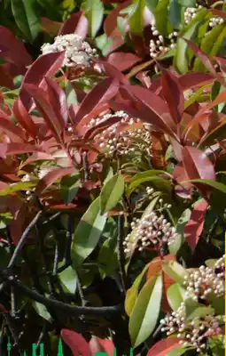 Hagebau Glanzmispel Red Robin Angebot