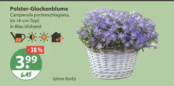V Markt Polster-glockenblume Angebot