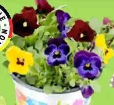 Thomas Philipps Hornveilchen ,,Beautiful Colours" Angebot