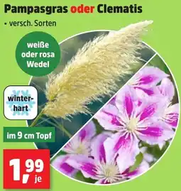 Thomas Philipps Pampasgras oder Clematis Angebot
