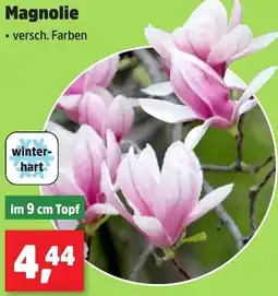 Thomas Philipps Magnolie Angebot