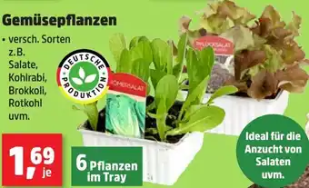 Thomas Philipps Gemüsepflanzen Angebot