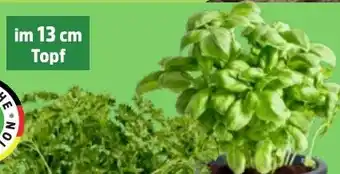 Thomas Philipps Küchenkräuter Angebot