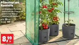 Thomas Philipps Pflanztopf mit Rankhilfe Angebot