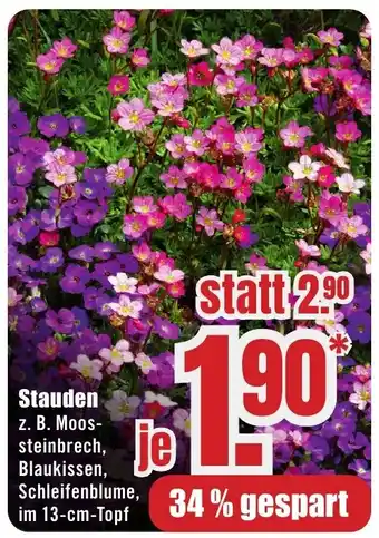 B1 Discount Baumarkt Stauden Angebot