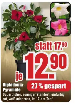 B1 Discount Baumarkt Dipladenia Pyramide Angebot