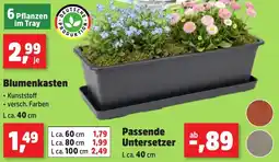 Thomas Philipps Blumenkasten Angebot