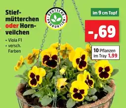 Thomas Philipps Stiefmütterchen oder Hornveilchen Angebot