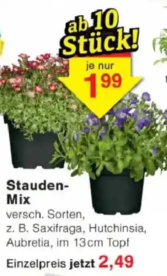 Jawoll Stauden- Mix Angebot