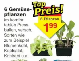 Jawoll 6 Gemüse- pflanzen Angebot