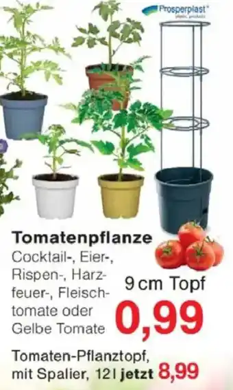 Jawoll Tomatenpflanze Angebot