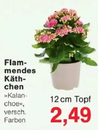 Jawoll Flammendes Käthchen Angebot