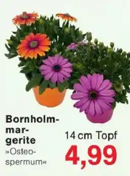Jawoll Bornholm margerite Angebot