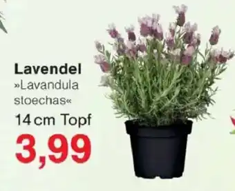 Jawoll Lavendel Angebot