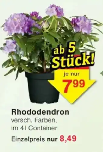 Jawoll Rhododendron Angebot