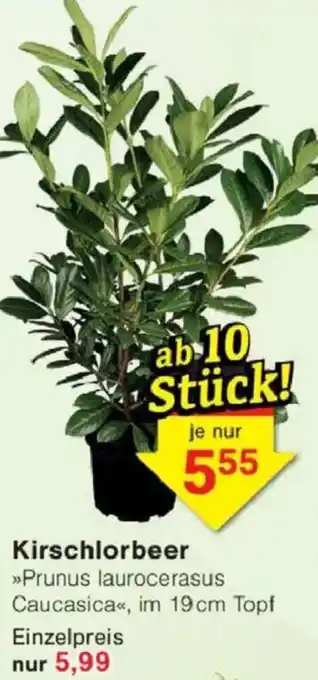 Jawoll Kirschlorbeer Angebot