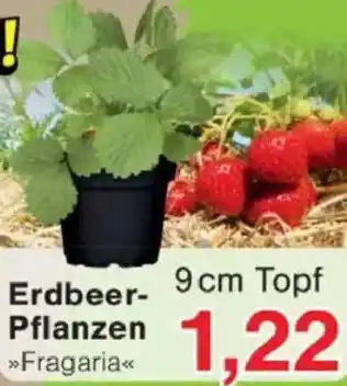 Jawoll Erdbeer Pflanzen Angebot