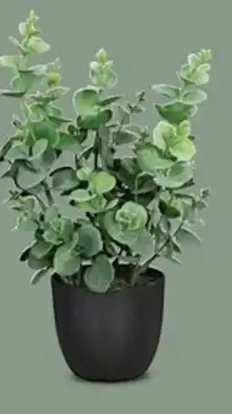 porta Eukalyptus Angebot