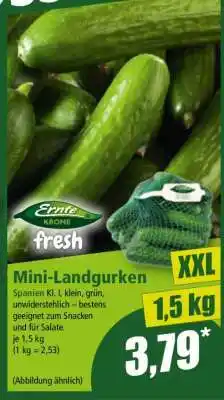 Norma Mini-Landgurken Angebot
