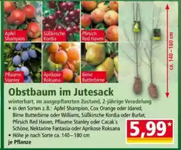 Norma Obstbaum im Jutesack Angebot
