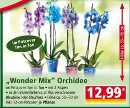 Norma „Wonder Mix“ Orchidee Angebot