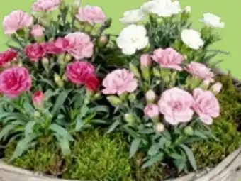 Thomas Philipps Nelken Dianthus Angebot