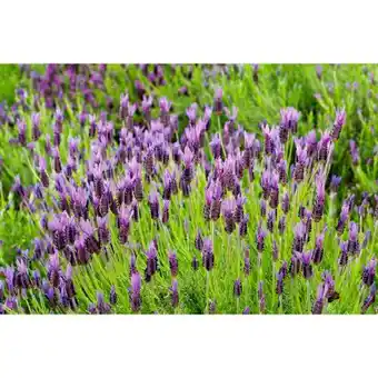 toom Baumarkt Schopflavendel Angebot