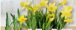 B1 Discount Baumarkt Narzissen Tête à Tête Angebot