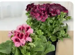 B1 Discount Baumarkt Edelgeranien Angebot