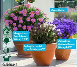 Aldi Süd Gardenline Margeriten-Busch Angebot