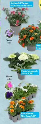 Aldi Süd Gardenline Beet- und Balkonpflanzen Angebot