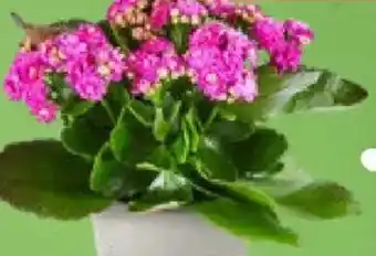 Kaufland Kalanchoe Angebot