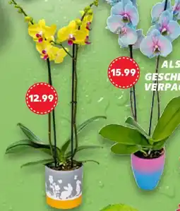 Kaufland Orchidee im Keramik Übertopf Angebot