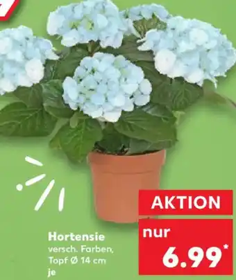 Kaufland Hortensie Angebot