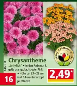 Norma Chrysantheme Angebot