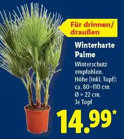 Lidl Winterschutz Palme Angebot