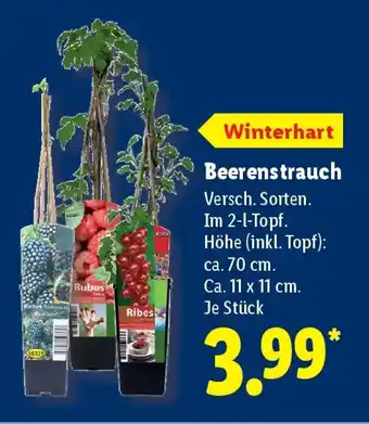 Lidl Beerenstrauch Angebot