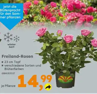 Globus Baumarkt Freiland-Rosen Angebot