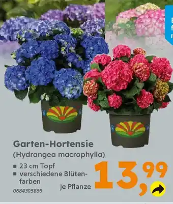 Globus Baumarkt Garten-Hortensie (Hydrangea macrophylla) Angebot