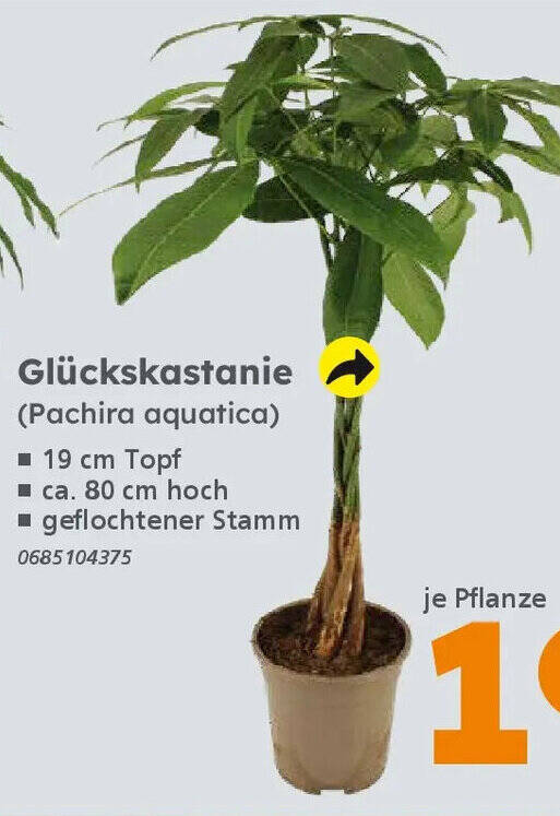 philodendron florida ghost hybrid Philodendron 'Florida Ghost' main image 0