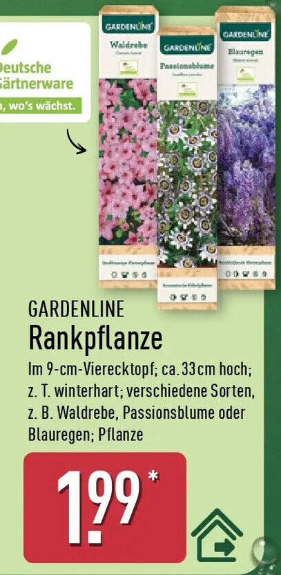 GARDENLINE Blauragen Angebot bei Aldi Nord