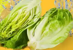 Lidl Romanasalat Angebot