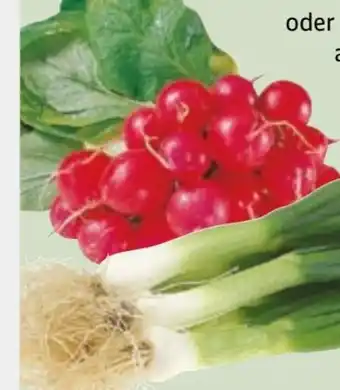 Edeka Xpress Radieschen Angebot