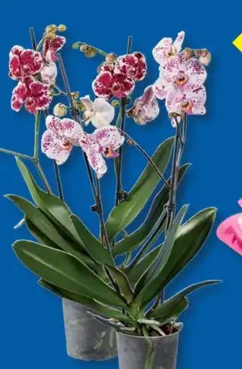 Lidl Schmetterlingsorchideen Angebot