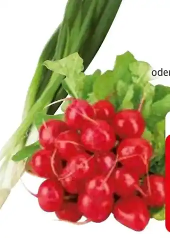 Edeka Radieschen Angebot