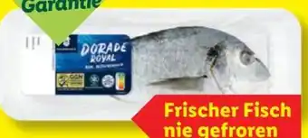Lidl Fischerstolz Dorade Royal Angebot
