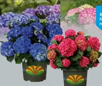 Globus Baumarkt Garten-Hortensie Angebot